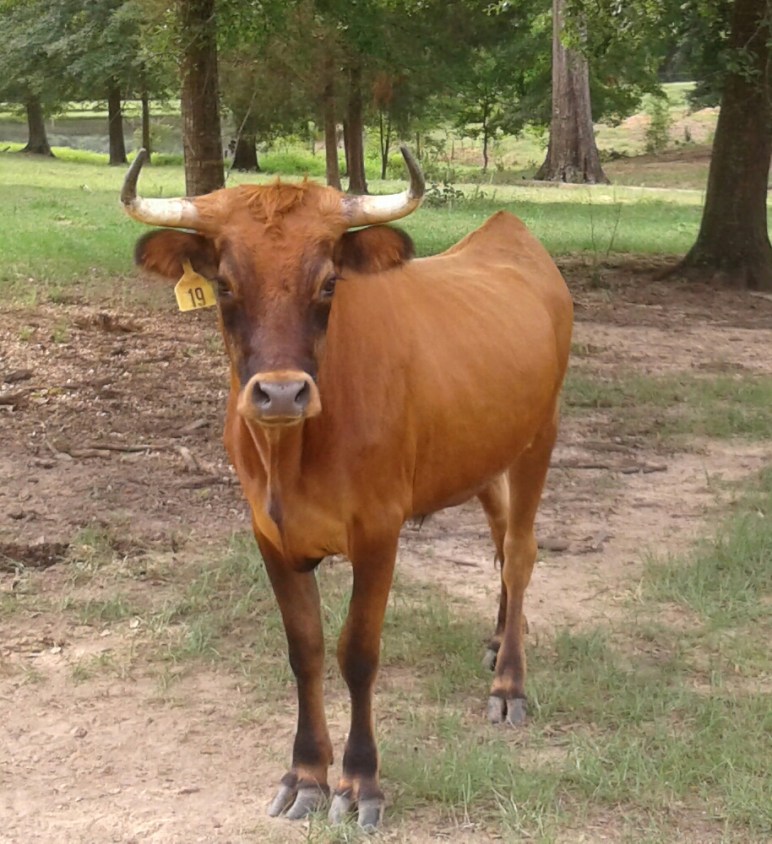 Cow