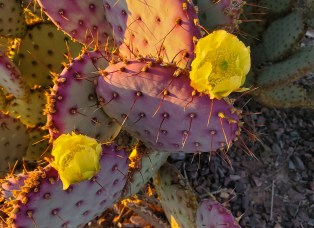 Prickly Pear