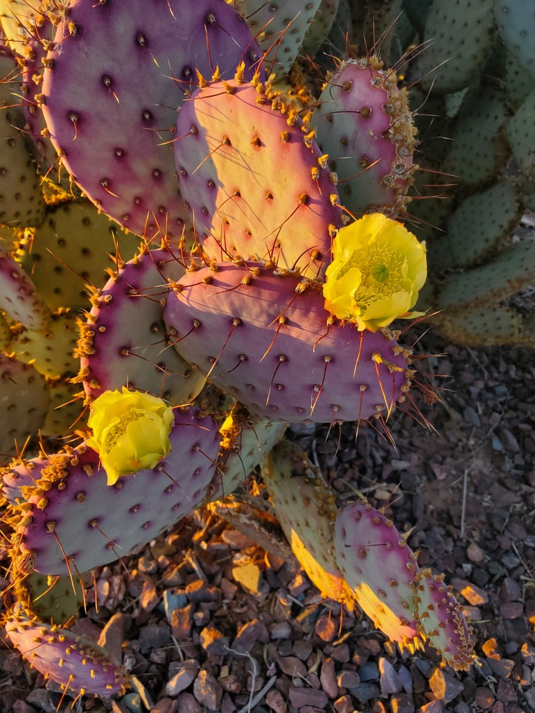 Prickly Pear