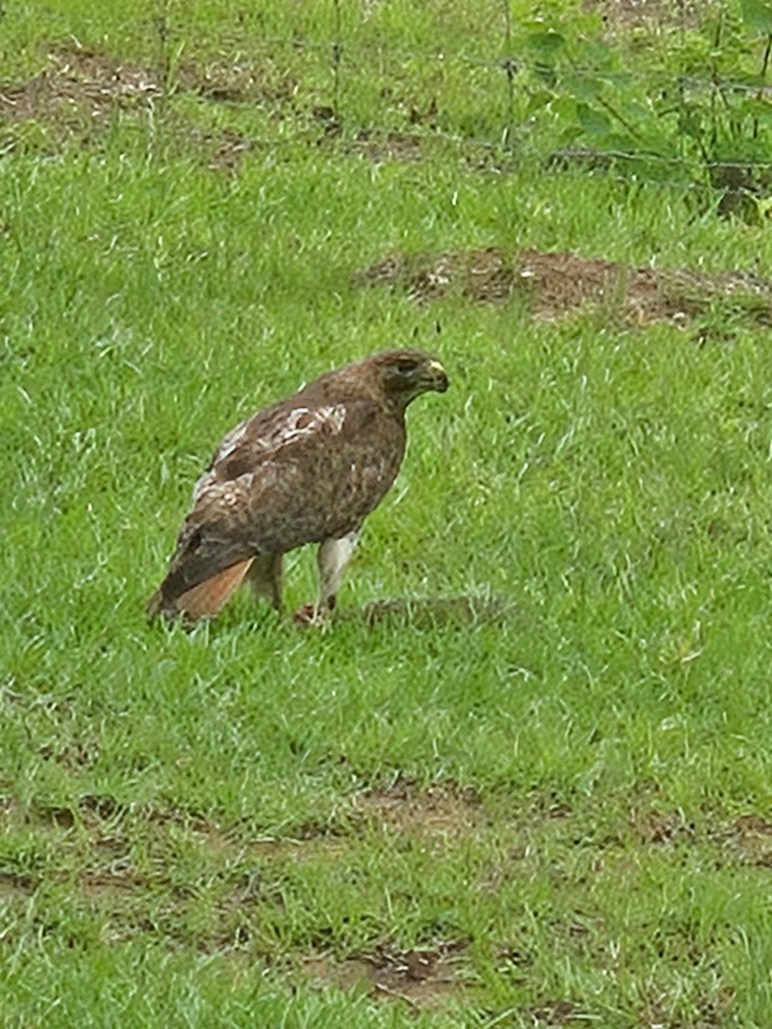 Picture of Hawk