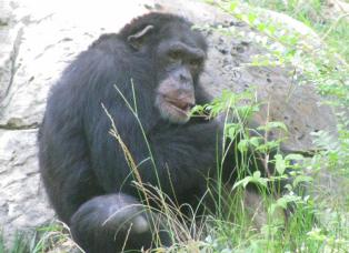 Monkey