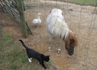 animal picture