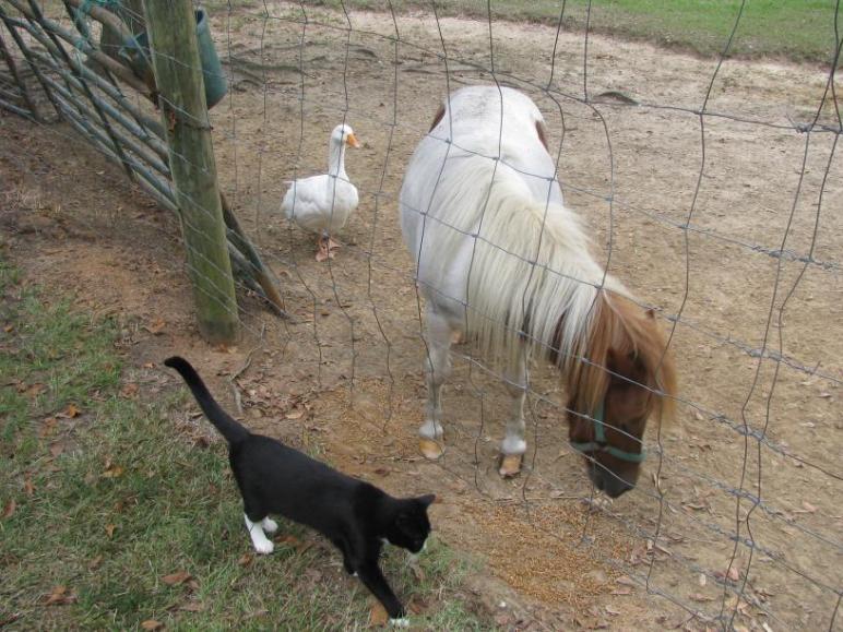 animal picture