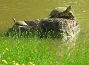 Turtle picture