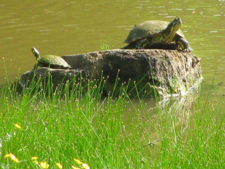 Turtle picture